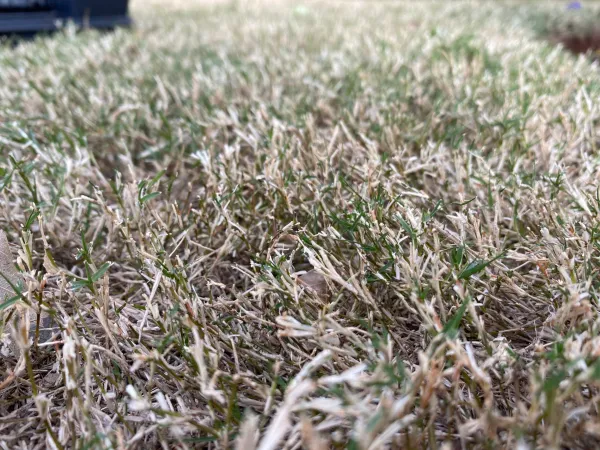 img of Grass Clippings