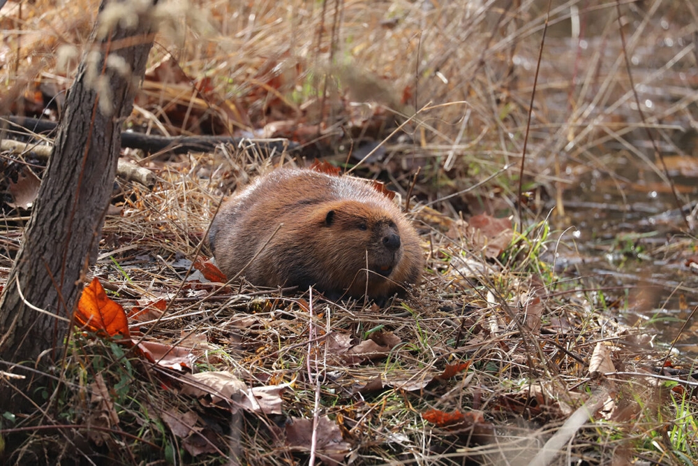 img of Amanda and the Beaver