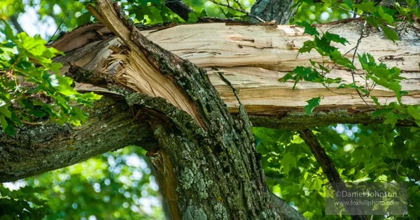 img of Forever Broke